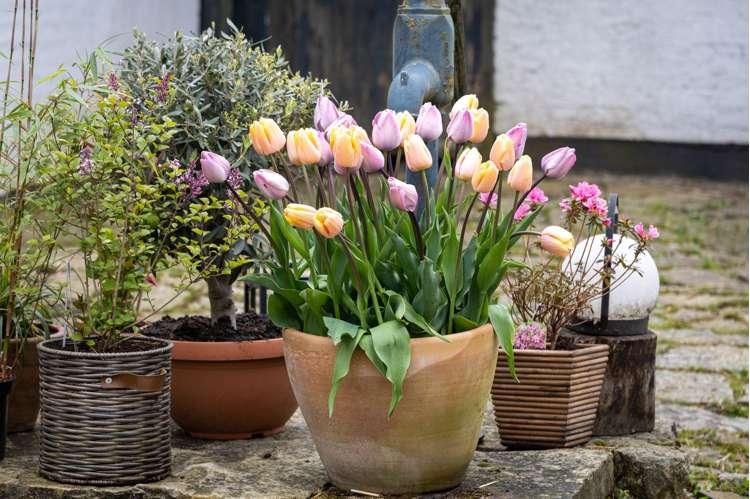 Tulpenmischung 'Bubblegum'